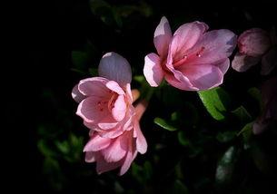 日本蜡皮杜鹃,绽放东方的瑰丽之花