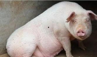 人配老母猪的视频,揭秘人与老母猪的奇妙互动瞬间