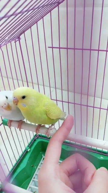 能摸老公的小鸟吗,夫妻间亲密互动的趣味瞬间——能摸老公的小鸟吗？